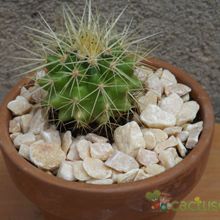 Una foto de Echinocactus grusonii
