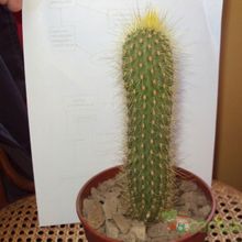 A photo of Micranthocereus estevesii