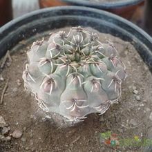 Una foto de Gymnocalycium baldianum