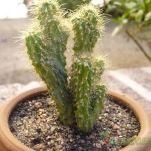 Una foto de Cereus peruvianus fma. monstruosa