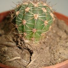 A photo of Echinopsis atacamensis ssp. pasacana