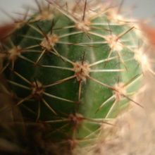 A photo of Echinopsis atacamensis ssp. pasacana