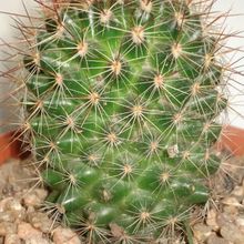 Una foto de Mammillaria nunezii