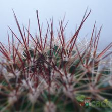 Una foto de Mammillaria nunezii