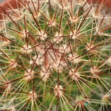 Una foto de Mammillaria nunezii