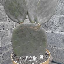 Una foto de Opuntia ellisiana
