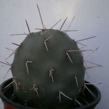 A photo of Opuntia sulphurea