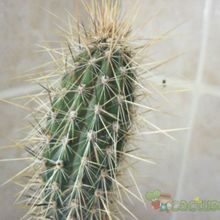A photo of Cleistocactus baumannii ssp. santacruzensis