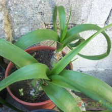 A photo of Albuca bracteata