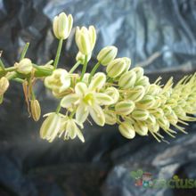 A photo of Albuca bracteata