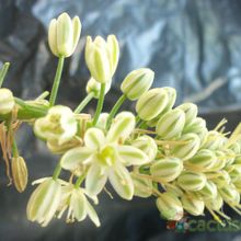 A photo of Albuca bracteata