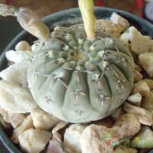Una foto de Gymnocalycium bodenbenderianum
