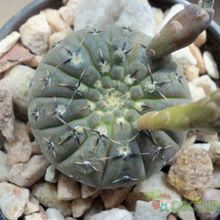 Una foto de Gymnocalycium bodenbenderianum