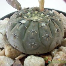 Una foto de Gymnocalycium bodenbenderianum