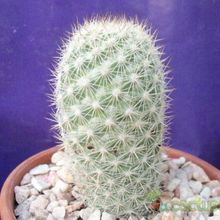A photo of Mammillaria albicans ssp. albicans