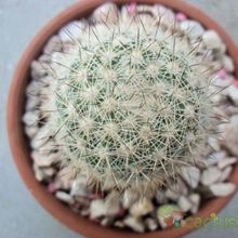 A photo of Mammillaria albicans ssp. albicans