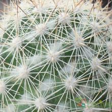 A photo of Mammillaria albicans ssp. albicans