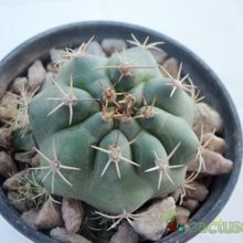 Una foto de Matucana paucicostata