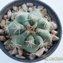 Una foto de Matucana paucicostata