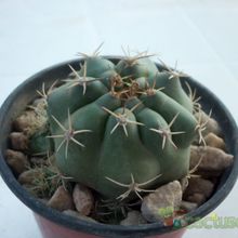 Una foto de Matucana paucicostata