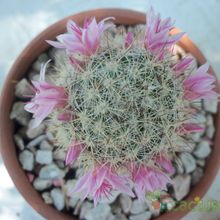 A photo of Mammillaria albicans ssp. albicans
