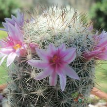 A photo of Mammillaria albicans ssp. albicans