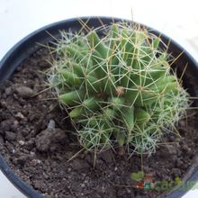 Una foto de Mammillaria decipiens ssp. decipiens