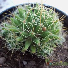 Una foto de Mammillaria decipiens ssp. decipiens