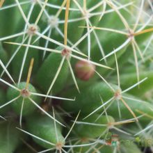 Una foto de Mammillaria decipiens ssp. decipiens