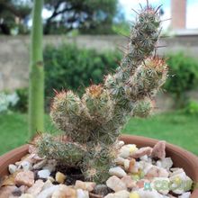 A photo of Mammillaria thornberi ssp. yaquensis
