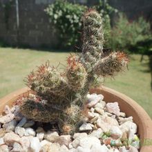 A photo of Mammillaria thornberi ssp. yaquensis