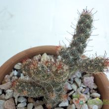 A photo of Mammillaria thornberi ssp. yaquensis