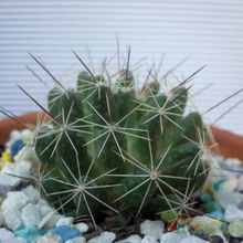 A photo of Mammillaria decipiens ssp. decipiens