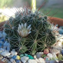 A photo of Mammillaria decipiens ssp. decipiens