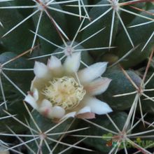 A photo of Mammillaria decipiens ssp. decipiens