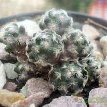 A photo of Mammillaria saboae ssp. haudeana
