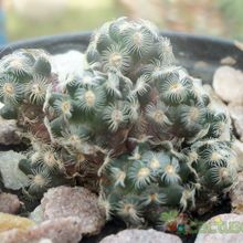 A photo of Mammillaria saboae ssp. haudeana