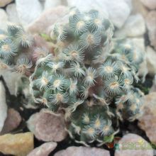 A photo of Mammillaria saboae ssp. haudeana