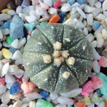 A photo of Astrophytum asterias