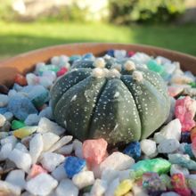 A photo of Astrophytum asterias