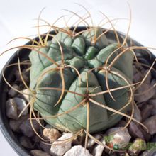 A photo of Gymnocalycium ritterianum