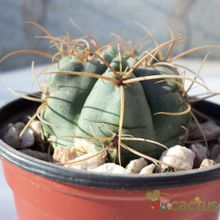 A photo of Gymnocalycium ritterianum