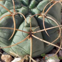 A photo of Gymnocalycium ritterianum
