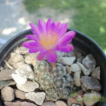 A photo of Mammillaria saboae ssp. haudeana
