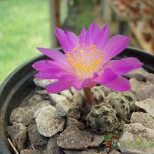 A photo of Mammillaria saboae ssp. haudeana