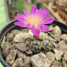 A photo of Mammillaria saboae ssp. haudeana