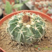 A photo of Parodia sellowii