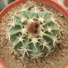 A photo of Parodia sellowii