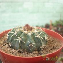A photo of Parodia sellowii