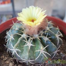 A photo of Parodia sellowii